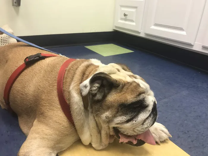 Pet Vet Animal Hospital Picture 9