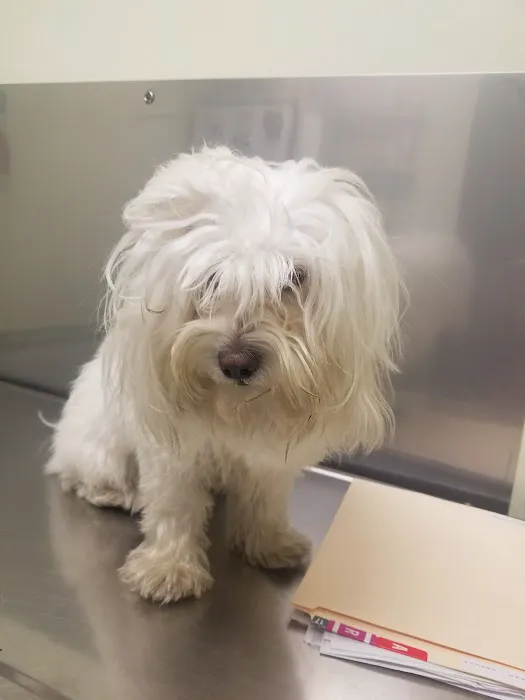 Pet Vet Animal Hospital Picture 5