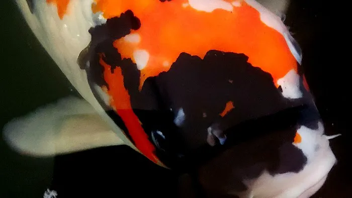 Hakuna Matata Koi Picture 5