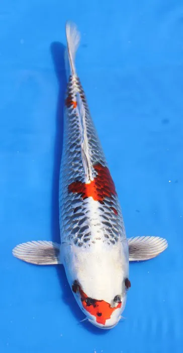 Hakuna Matata Koi Picture 3
