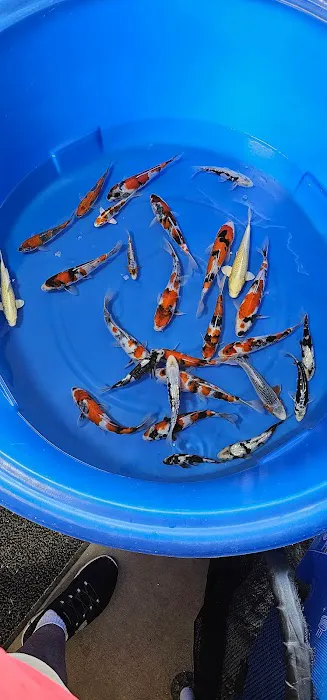 Hakuna Matata Koi Picture 6
