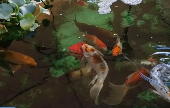 Hakuna Matata Koi Picture 9