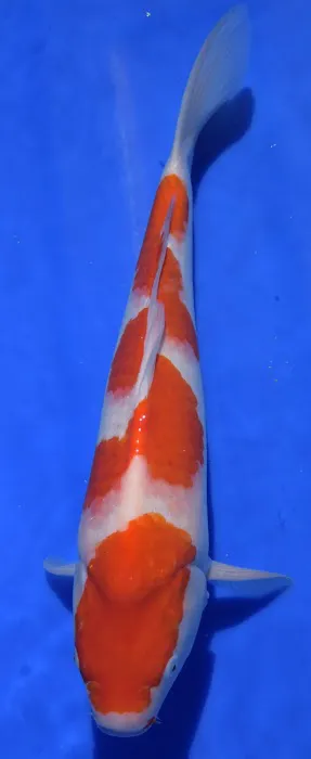 Hakuna Matata Koi Picture 10