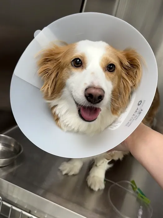 ACCESS Specialty Animal Hospitals - San Fernando Valley Picture 2