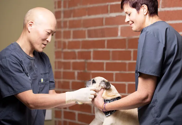 Dog and Cat Dentist, Inc. Picture 3