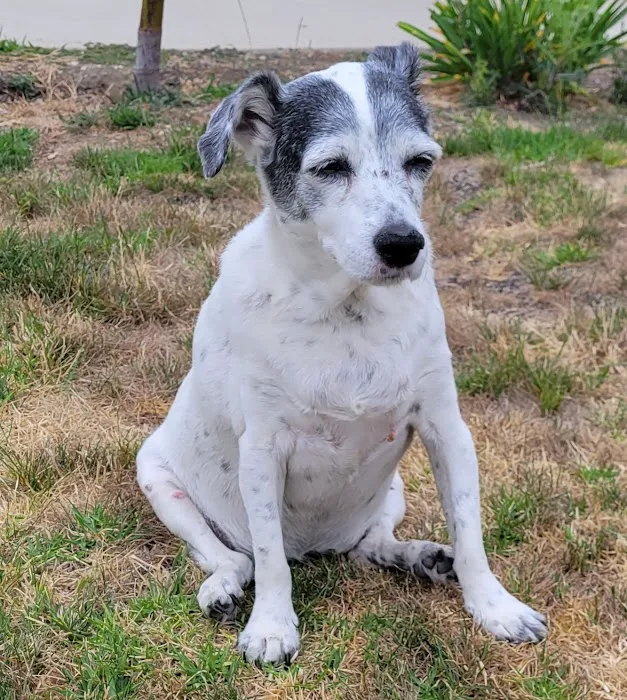 Veterinary Cancer Group SFV, A Thrive Pet Healthcare Partner Picture 4