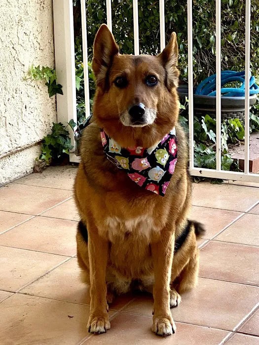 Veterinary Cancer Group SFV, A Thrive Pet Healthcare Partner Picture 1
