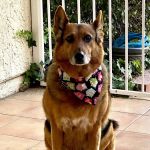 Veterinary Cancer Group SFV, A Thrive Pet Healthcare Partner