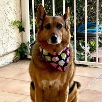 Veterinary Cancer Group SFV, A Thrive Pet Healthcare Partner ico