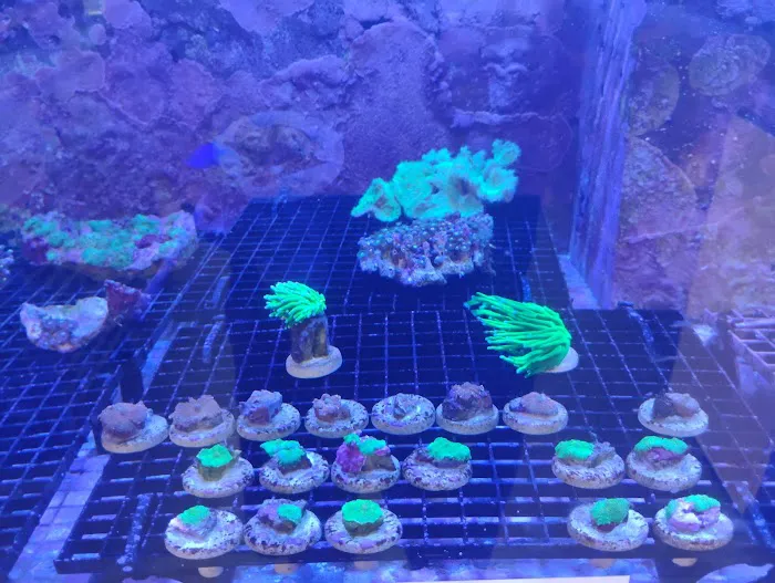 Aquarium Arts Picture 5