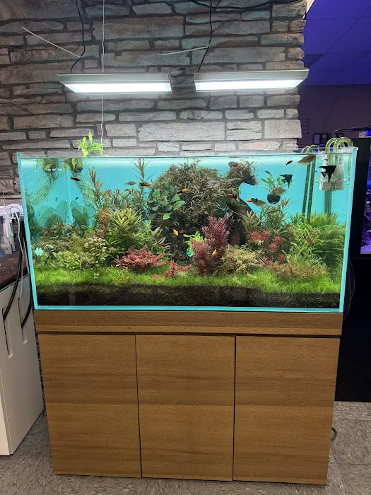 Aquarium Arts Picture 6