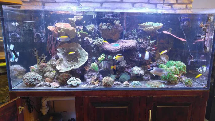 Aquarium Arts Picture 8
