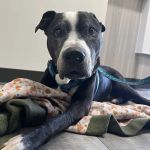 VCA McClave Animal Hospital