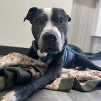 VCA McClave Animal Hospital ico