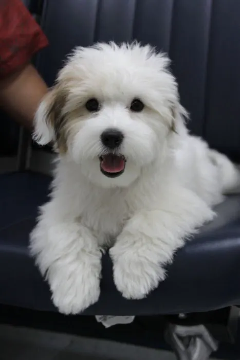 VCA McClave Animal Hospital Picture 5