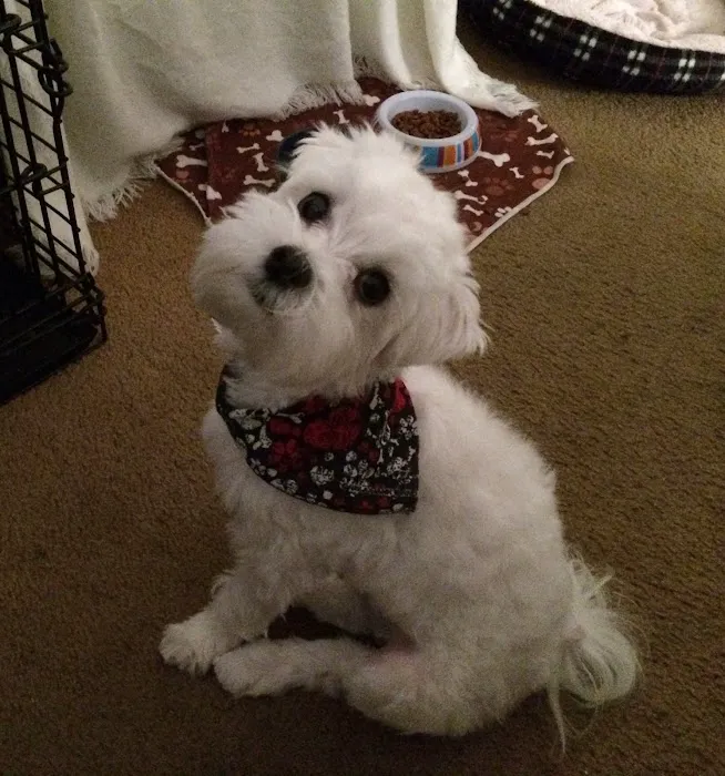 VCA McClave Animal Hospital Picture 2