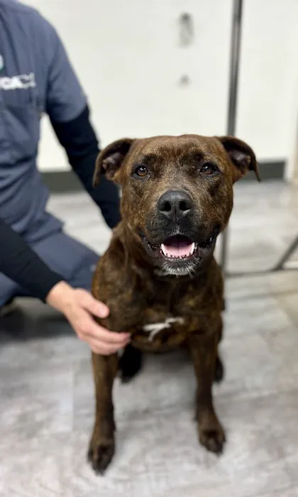 VCA McClave Animal Hospital Picture 8