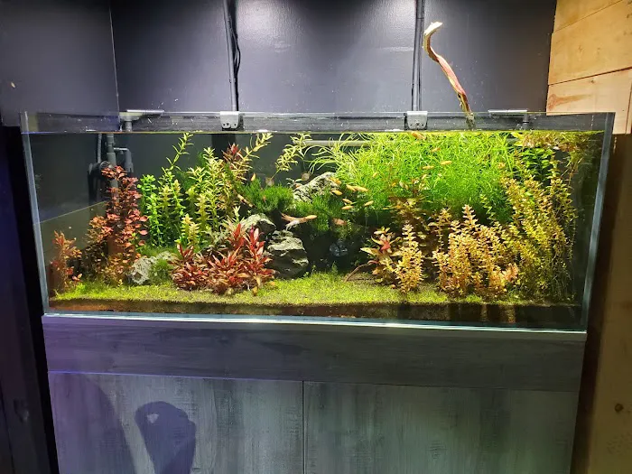 Kona Reef Az - Chandler Picture 2