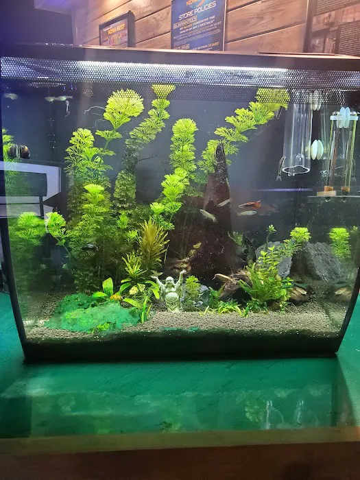 Kona Reef Az - Chandler Picture 4