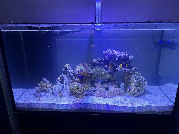 Kona Reef Az - Chandler Picture 9