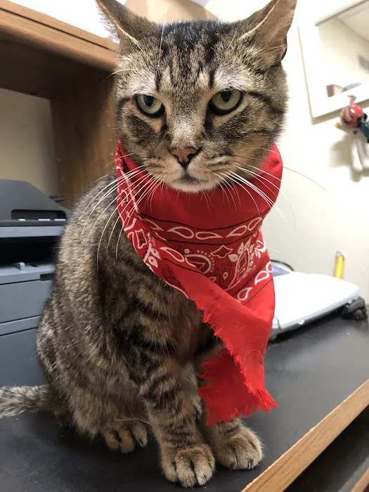 Morley Animal Hospital Picture 2