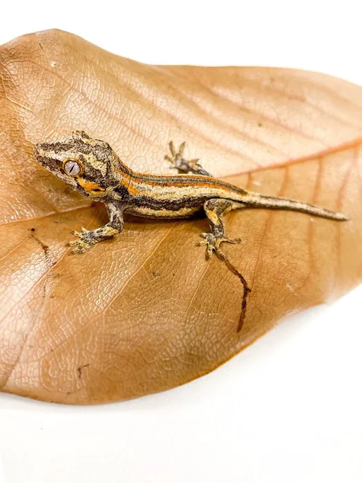 The Reptile Store Picture 1