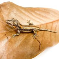 The Reptile Store ico