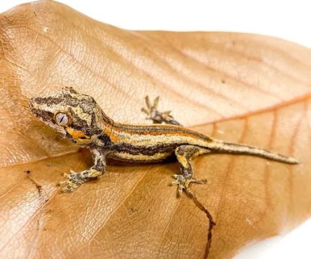 The Reptile Store