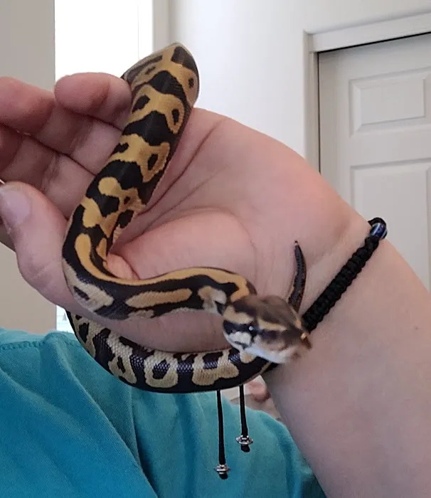 The Reptile Store Picture 5
