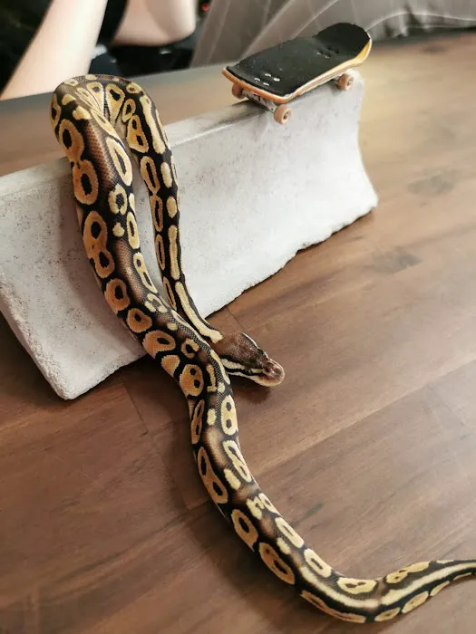 The Reptile Store Picture 9