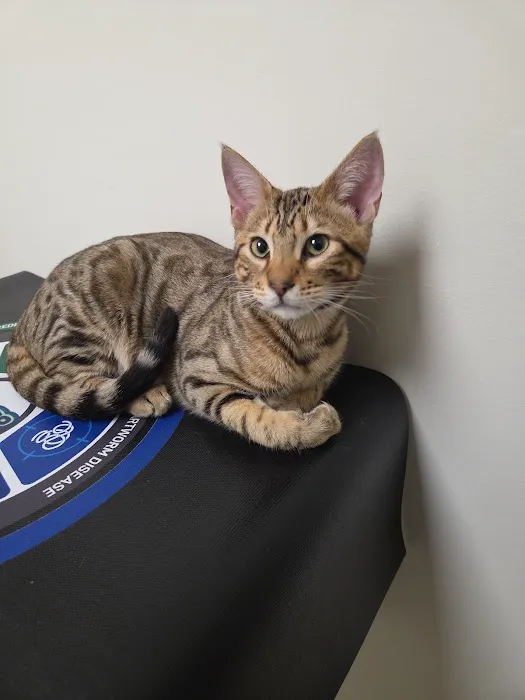 Mission Animal Hospital Picture 2
