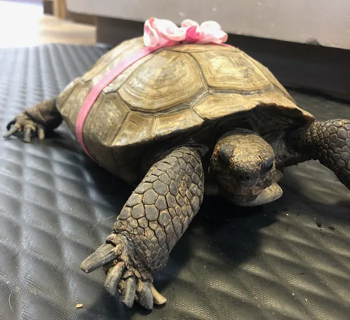 Moore Veterinary Care Picture 9