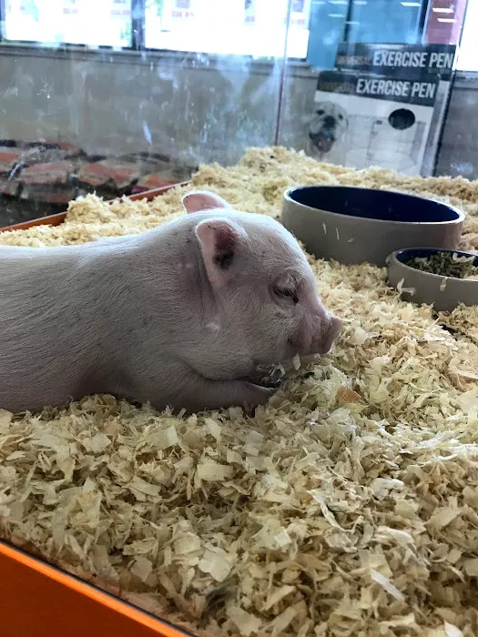 Pratt’s Pets - Mesa Picture 7