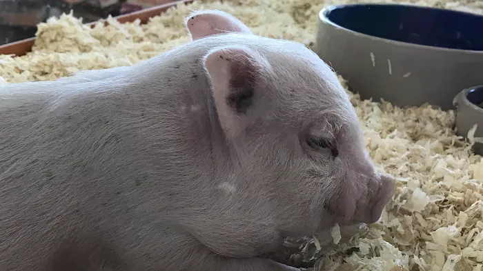 Pratt’s Pets - Mesa Picture 10