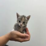 Brighter Veterinary Center
