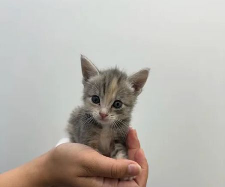 Brighter Veterinary Center