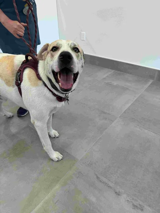 Brighter Veterinary Center Picture 8
