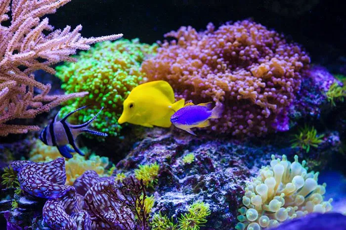 TRUVU Aquariums Picture 7
