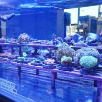 Artistic Aquariums, Inc ico