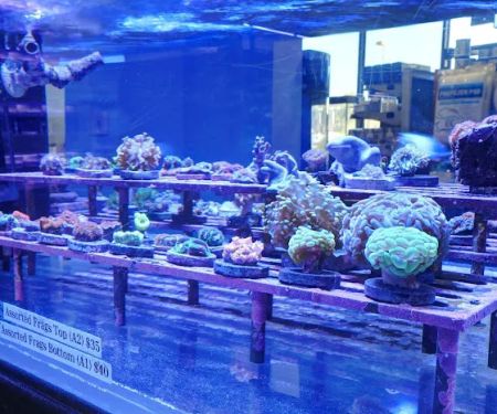 Artistic Aquariums, Inc