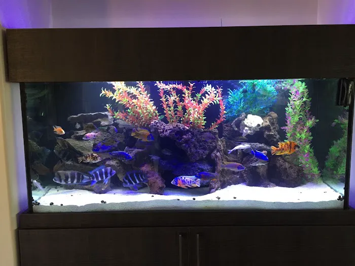 Artistic Aquariums, Inc Picture 7