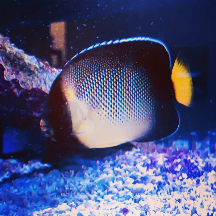 Artistic Aquariums, Inc Picture 8