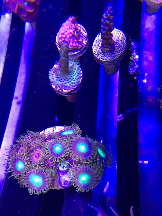 Artistic Aquariums, Inc Picture 9