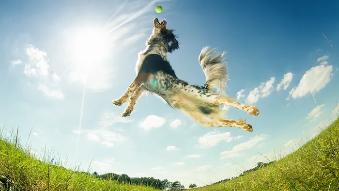 VCA Chatoak Animal Hospital Picture 8