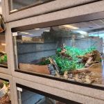 LLLReptile & Supply Chandler