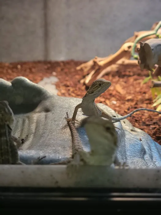 LLLReptile & Supply Chandler Picture 2