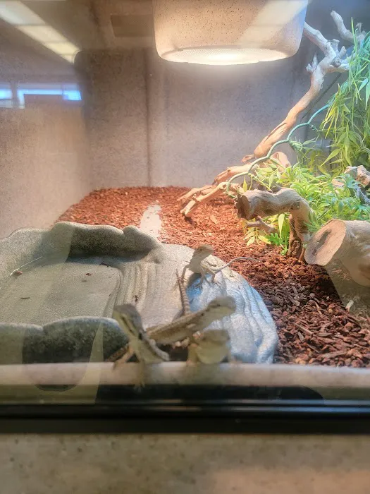 LLLReptile & Supply Chandler Picture 9