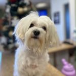 Northridge Animal Medical Center