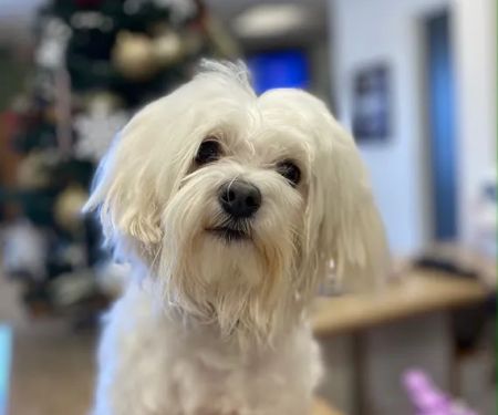 Northridge Animal Medical Center