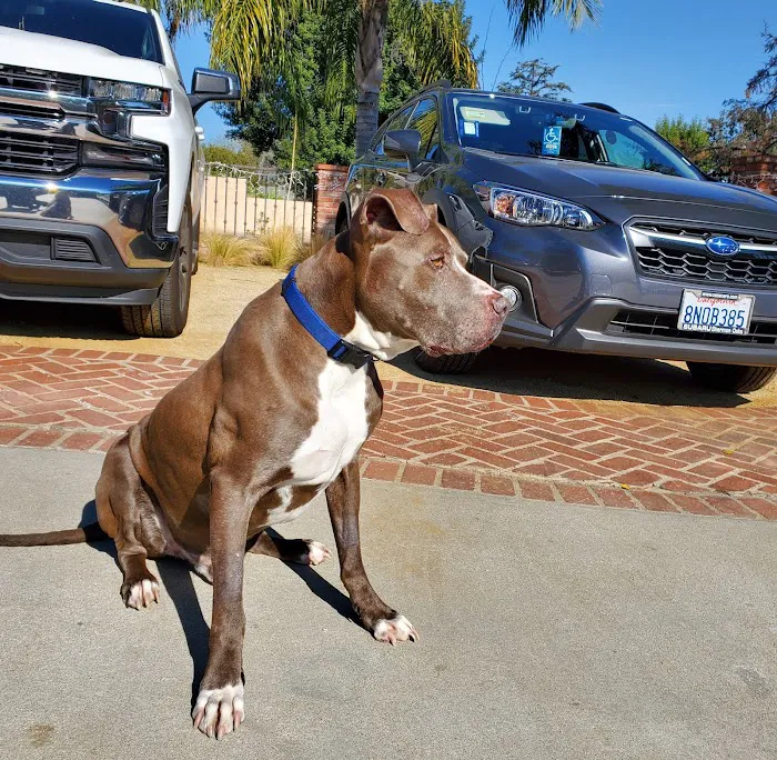 Northridge Animal Medical Center Picture 5